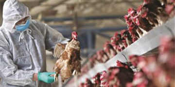 Π.Ε. Καστοριάς: Εστίες γρίπης των πτηνών στην Ε. Ε.- Τήρηση όλων των μέτρων στην Ελλάδα