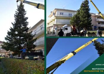 Τη θέση του στην κεντρική πλατεία του Άργους Ορεστικού πήρε το φυσικό έλατο ύψους 15 μέτρων