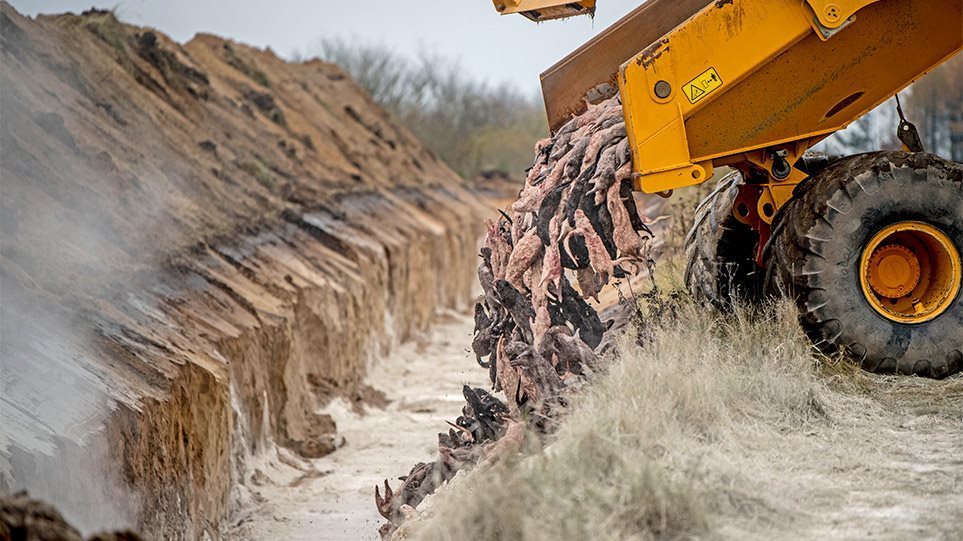 Μεταλλάξεις και μινκ: Βρήκαν 300 παραλλαγές του κορωνοϊού σε ανθρώπους που κόλλησαν από βιζόν!