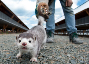 Προς θανάτωση τα 2500 μινκ της μονάδας όπου βρέθηκαν κρούσματα κορωνοϊού