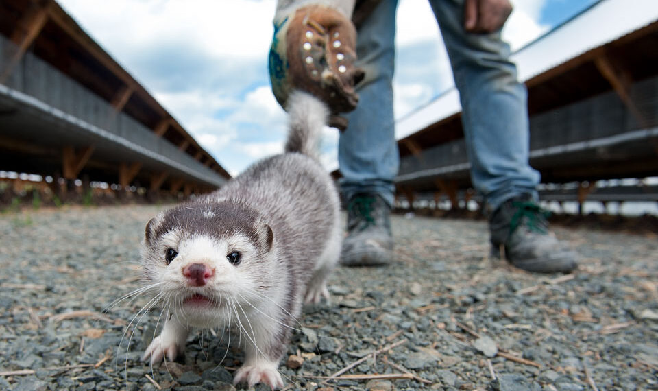 Τι έδειξαν οι έλεγχοι από τις «ύποπτες» φάρμες μινκ στη Δ. Μακεδονία
