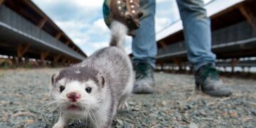 Κορωνοϊός: Προς θανάτωση τα μινκ και στην Ιρλανδία