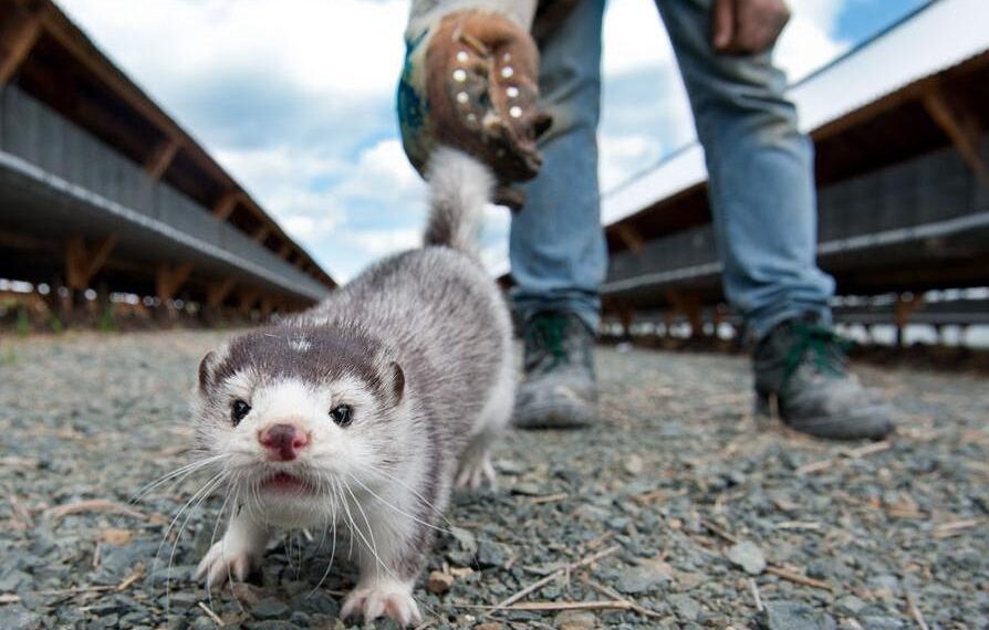 Κορωνοϊός: Προς θανάτωση τα μινκ και στην Ιρλανδία