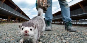 Σφάζουν τα βιζόν στη Δανία ως απειλή για τον κορωνοϊό- Καμία ανησυχία στη Δυτική Μακεδονία: «Δεν υπάρχουν αποδείξεις, αν συνέβαινε κάτι πρώτοι εμείς θα τα σκοτώναμε»- Έρχονται τα 3εκ. Ευρώ από το Υπουργείο Αγροτικής Ανάπτυξης