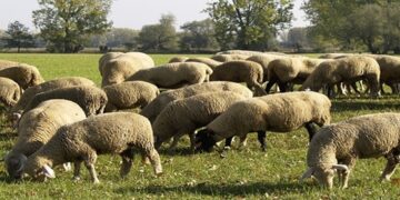 Υποβολή αιτήσεων για την καταβολή στους δικαιούχους της αποζημίωσης αγοράς εντομοαπωθητικών για την προστασία από τον Καταρροϊκό Πυρετό.