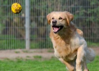 Εντάχθηκε στο Πρόγραμμα ΦΙΛΟΔΗΜΟΣ με 744.000€ το νέο διαδημοτικό καταφύγιο αδέσποτων ζώων Καστοριάς και Νεστορίου