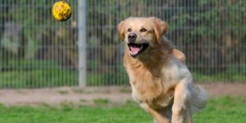 Εντάχθηκε στο Πρόγραμμα ΦΙΛΟΔΗΜΟΣ με 744.000€ το νέο διαδημοτικό καταφύγιο αδέσποτων ζώων Καστοριάς και Νεστορίου