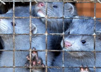 6 θετικά κρούσματα κορωνοϊού σε εκτροφείς και εργαζόμενους γουνοφόρων στη Σιάτιστα