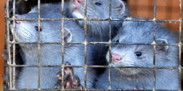 Aπό κορωνοϊό πέθαναν όλα τα μινκ στη φάρμα του Βοϊου! – Θετικά όλα τα δείγματα