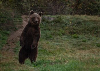 ΑΡΚΤΟΥΡΟΣ: Αργή αλλά θεαματική η ανάρρωση του Μίτκο