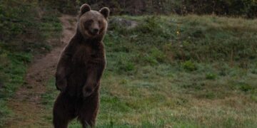 ΑΡΚΤΟΥΡΟΣ: Αργή αλλά θεαματική η ανάρρωση του Μίτκο