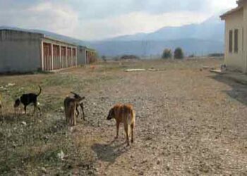 Σε λειτουργία η ιστοσελίδα του Δημοτικού Καταφυγίου αδέσποτων ζώων Εορδαίας