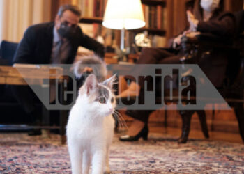 «Δεν ξέρεις την Καλυψώ;»: Η απάντηση της Σακελλαροπούλου στον Μητσοτάκη όταν άκουσε μια… γάτα να νιαουρίζει στο Προεδρικό
