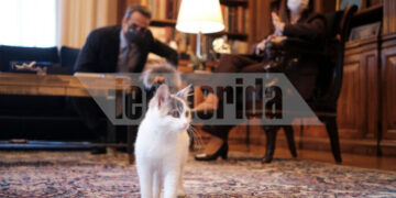 «Δεν ξέρεις την Καλυψώ;»: Η απάντηση της Σακελλαροπούλου στον Μητσοτάκη όταν άκουσε μια… γάτα να νιαουρίζει στο Προεδρικό