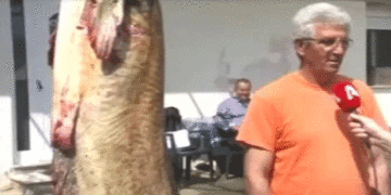 Με πολύ μεγάλη επιτυχία ξεκίνησαν οι εξαγωγές αλιευμάτων από την Λίμνη Πολυφύτου