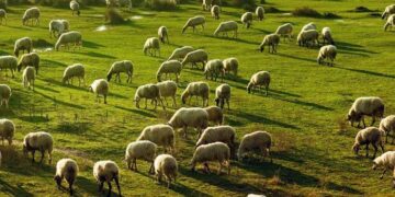 Δ/νση Αγροτικής Οικονομίας & Κτηνιατρικής Π.Ε. Καστοριάς: Κατανομή Βοσκοτόπων 2020