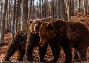 Οι αρκούδες ξύπνησαν και σας περιμένουν