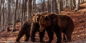 Οι αρκούδες ξύπνησαν και σας περιμένουν