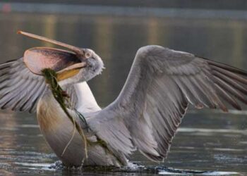 Καστοριά: Το ξεπάγωμα της λίμνης αποκάλυψε πτώματα πουλιών -Μπλέχτηκαν σε δίχτυα [εικόνες]