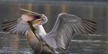 Καστοριά: Το ξεπάγωμα της λίμνης αποκάλυψε πτώματα πουλιών -Μπλέχτηκαν σε δίχτυα [εικόνες]