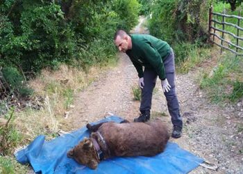 Εντοπίστηκε νεκρή αρκούδα σε δασική περιοχή της Τ.Κ. Αναρράχης του Δήμου Εορδαίας