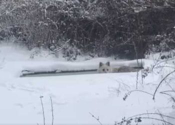 Τζάσπερ, ο λύκος χειμερινός κολυμβητής του Aρκτούρου! VIDEO