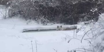 Τζάσπερ, ο λύκος χειμερινός κολυμβητής του Aρκτούρου! VIDEO