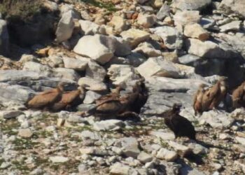 Ειδικοί επιστήμονες από την Αποκεντρωμένη Διοίκηση Ηπείρου – Δ. Μακεδονίας συντόνισαν την πρώτη εκστρατεία απογραφής του πληθυσμού των όρνιων στη Δ. Ελλάδα