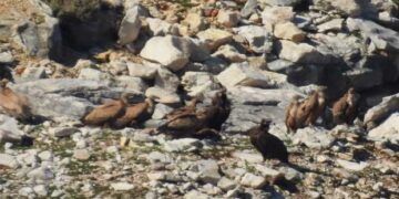 Ειδικοί επιστήμονες από την Αποκεντρωμένη Διοίκηση Ηπείρου – Δ. Μακεδονίας συντόνισαν την πρώτη εκστρατεία απογραφής του πληθυσμού των όρνιων στη Δ. Ελλάδα