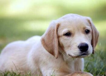 Η στείρωση και τα οφέλη της στον σκύλο… – Γράφει η Τζένη Κων. Σέλτσα, Κτηνίατρος