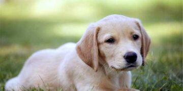 Η στείρωση και τα οφέλη της στον σκύλο… – Γράφει η Τζένη Κων. Σέλτσα, Κτηνίατρος