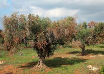 Διεύθυνση Αγροτικής Οικονομίας και Κτηνιατρικής Π.Ε. Κοζάνης- Ενημέρωση για τον Επιβλαβή Οργανισμό καραντίνας Xylella fastidiosa