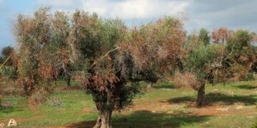 Διεύθυνση Αγροτικής Οικονομίας και Κτηνιατρικής Π.Ε. Κοζάνης- Ενημέρωση για τον Επιβλαβή Οργανισμό καραντίνας Xylella fastidiosa