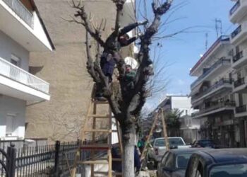 Δήμος Γρεβενών: Κλαδιά δέντρων και θάμνων ιδιωτικών οικοπέδων και κτημάτων που εμποδίζουν την ασφαλή κυκλοφορία πεζών και οχημάτων- Δελτίο Τύπου