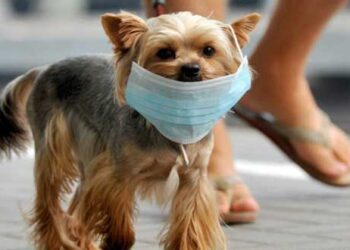 Ηλίας Μόσιαλος: “Είναι απειλή ο κορωνοϊός για τα κατοικίδια; Η απάντηση, για την ώρα, είναι όχι”