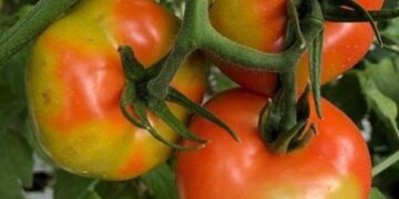 Εμφάνιση του επιβλαβούς οργανισμού Tomato Brown Rugose Fruit Virus –  ToBRFV (Ιός της καστανής ρυτίδωσης των καρπών της τομάτας) στην Ελλάδα