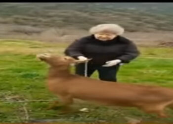 Κορωνοϊός: Μιλώντας στα Ποντιακά, βγάζει βόλτα… την κατσίκα της και γίνεται Viral (Video)