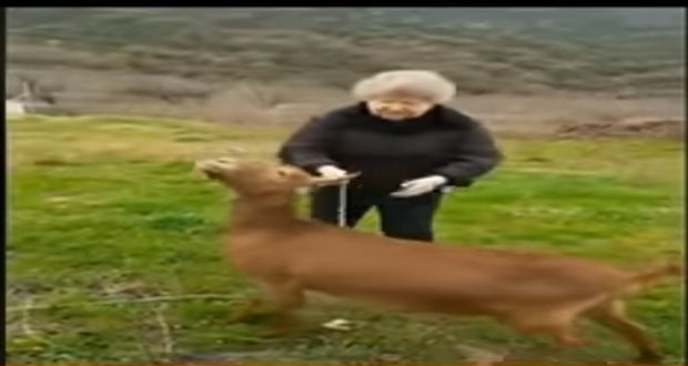 Κορωνοϊός: Μιλώντας στα Ποντιακά, βγάζει βόλτα… την κατσίκα της και γίνεται Viral (Video)