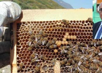 Βρέθηκε λύση στη μετακίνηση των μελισσοκόμων του Νομού για να πηγαίνουν στα μελίσσια τους – Μετά από επαφές του βουλευτή ΝΔ Μ. Παπαδόπουλου