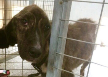 Ξεκινά το νομοσχέδιο για τα ζώα συντροφιάς – Ψηφίστηκε το Μητρώο Φιλοζωικών Σωματείων και Ενώσεων