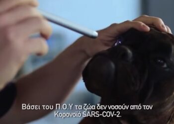 Τα ζώα δεν πάσχουν από τον SARS-Cov2: Εθελοντική Δράση Κτηνιάτρων Ελλάδας: Βασικές οδηγίες για το πώς πρέπει να τους φερόμαστε