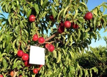 Διεύθυνση Αγροτικής Οικονομίας: Αναβάλλονται όλες οι ενημερωτικές συναντήσεις