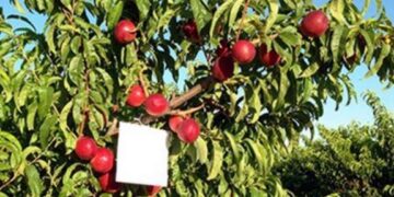 Διεύθυνση Αγροτικής Οικονομίας: Αναβάλλονται όλες οι ενημερωτικές συναντήσεις