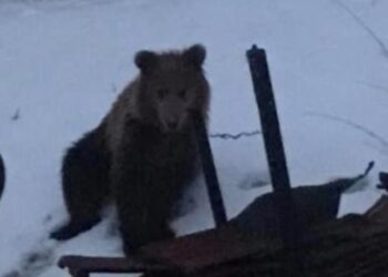 Φλώρινα: Εμφάνιση αρκούδας στην περιοχή του Αγίου Γεωργίου (video, pic)