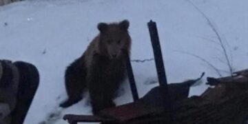 Φλώρινα: Εμφάνιση αρκούδας στην περιοχή του Αγίου Γεωργίου (video, pic)