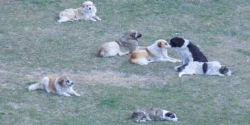 Πενταμελή επιτροπή για την παρακολούθηση του προγράμματος διαχείρισης αδέσποτων ζώων θα συστήσει ο Δήμος Βελβεντού