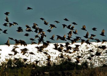 Νεκρά και εξουθενωμένα αποδημητικά πουλιά από τη Μακεδονία μέχρι την Κρήτη: Ποια είναι η αιτία