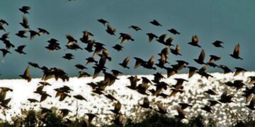 Νεκρά και εξουθενωμένα αποδημητικά πουλιά από τη Μακεδονία μέχρι την Κρήτη: Ποια είναι η αιτία