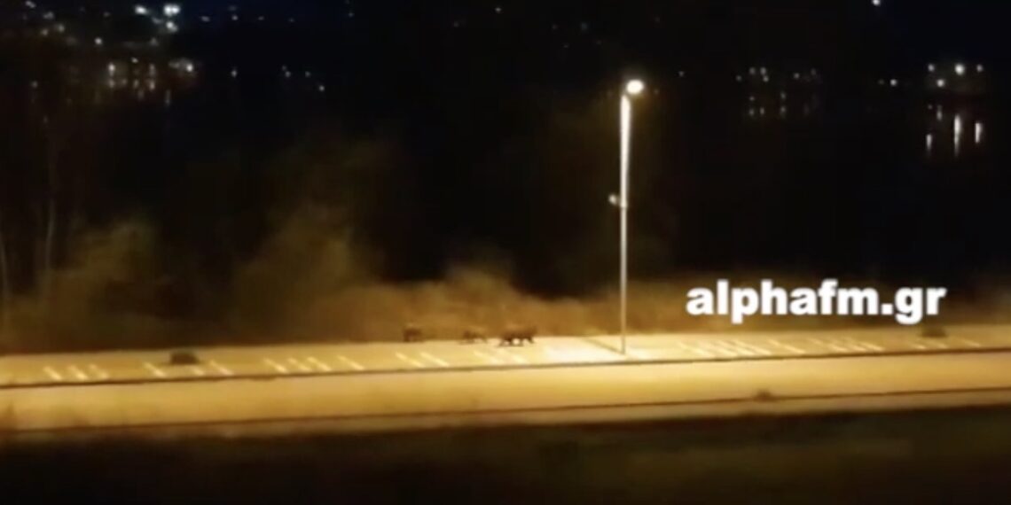 Καστοριά: Τρεις αρκούδες έφτασαν στο πιο πολυσύχναστο πεζοδρόμιο! Η αυστηρή καραντίνα έφερε αυτές τις εικόνες (Βίντεο)