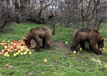 ΑΡΚΤΟΥΡΟΣ: Ο Μπράντλεϊ και ο Κούπερ, τα δύο ορφανά αρκουδάκια, μεγάλωσαν και είναι έτοιμοι για να επιστρέψουν στη φύση!